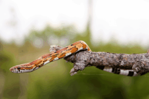How Do Rat Snakes Climb —...