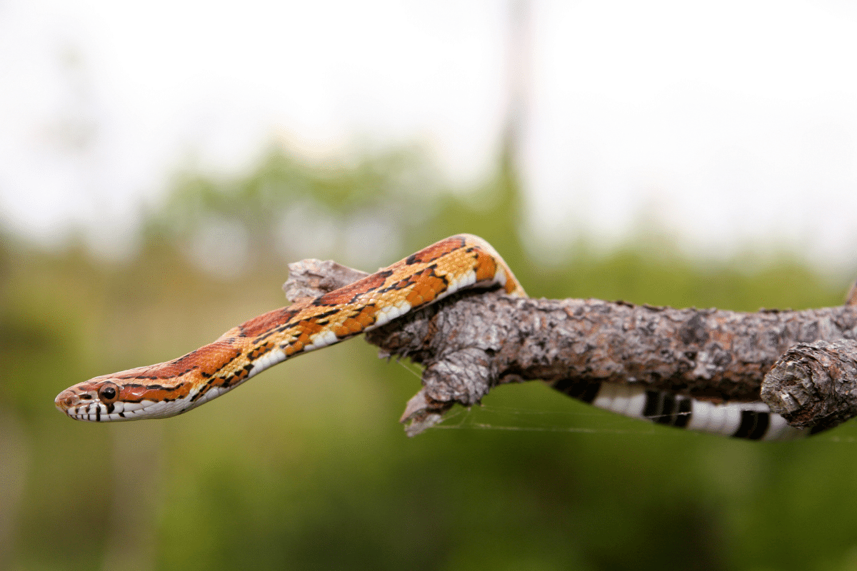 How Do Rat Snakes Climb —...