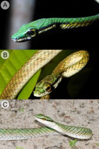 New Colubrid Parrot Snake Species From...