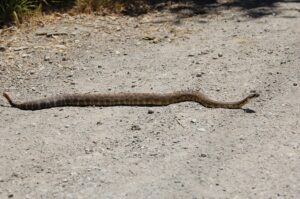 Are Baby Snakes Really More Dangerous...