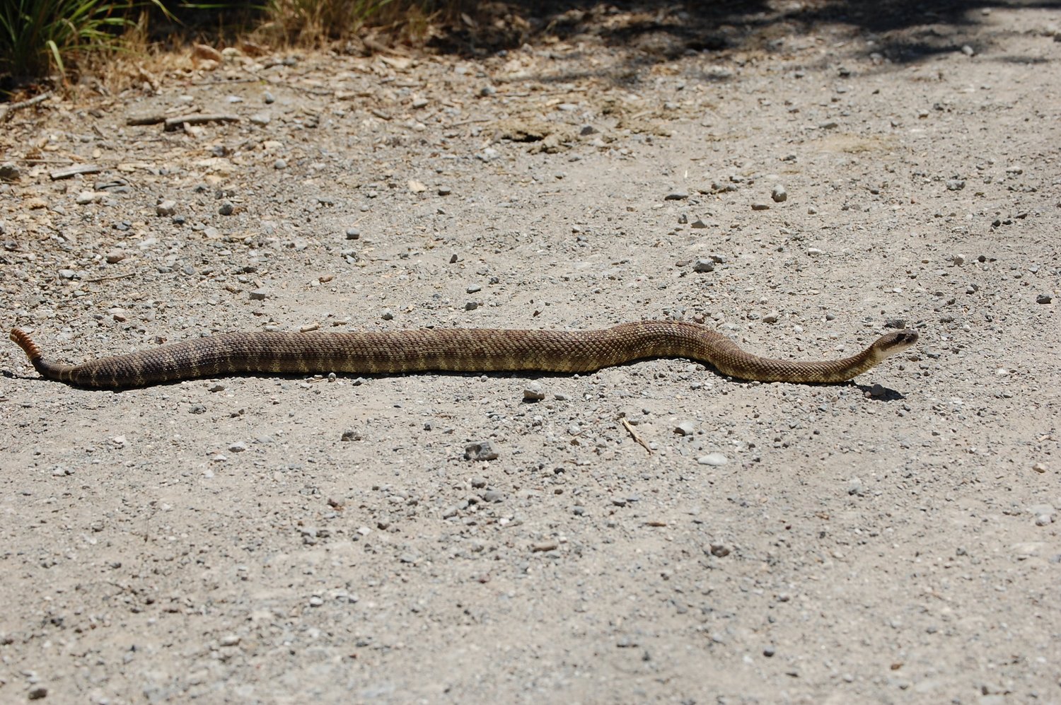 Are Baby Snakes Really More Dangerous...