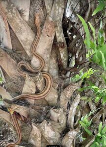 Snake Education In Your Neighborhood